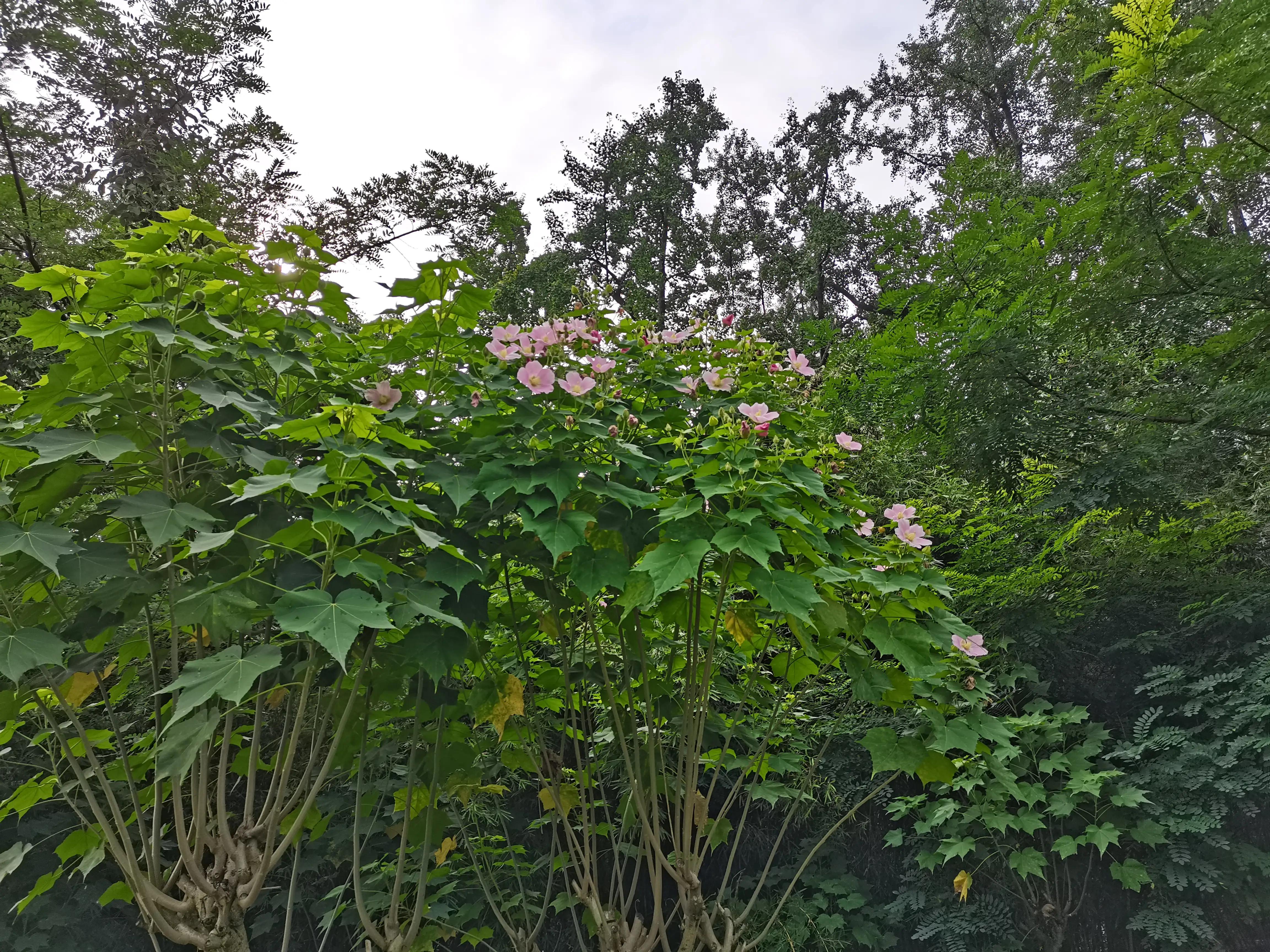 成都环境比较好的区域,成都的城市环境