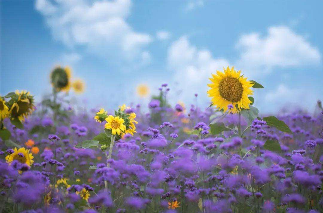 孩子厌学沉迷手机叛逆怎么办,高一孩子沉迷手机厌学