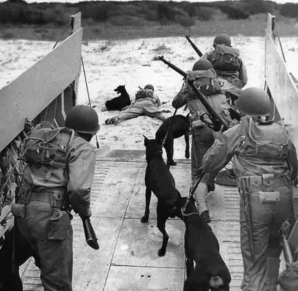 军犬大多都是什么狗,军犬一般都是哪种狗