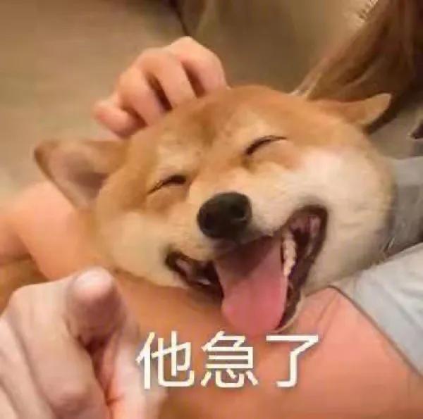 手摸柴犬下巴表情包,柴犬双手合一表情包