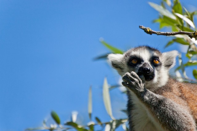 大兴野生动物园之旅,北京野生动物园和猛兽亲密接触