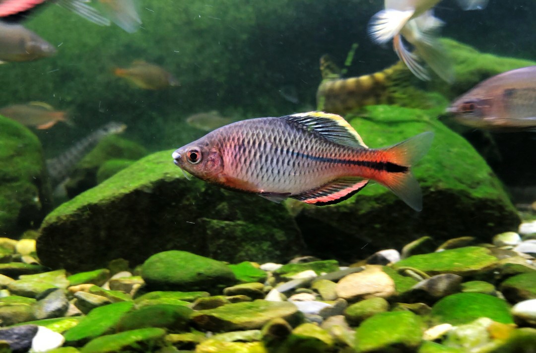 养鱼先养水是什么意思,为什么养鱼先养水