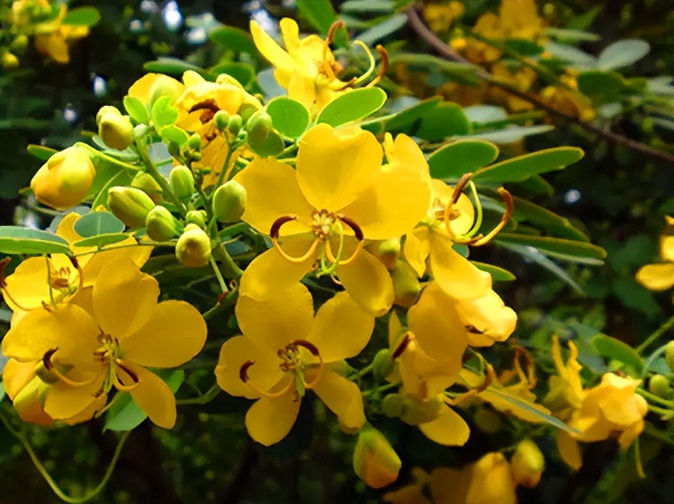 什么植物可以防止蛇,什么植物可以防蛇进家