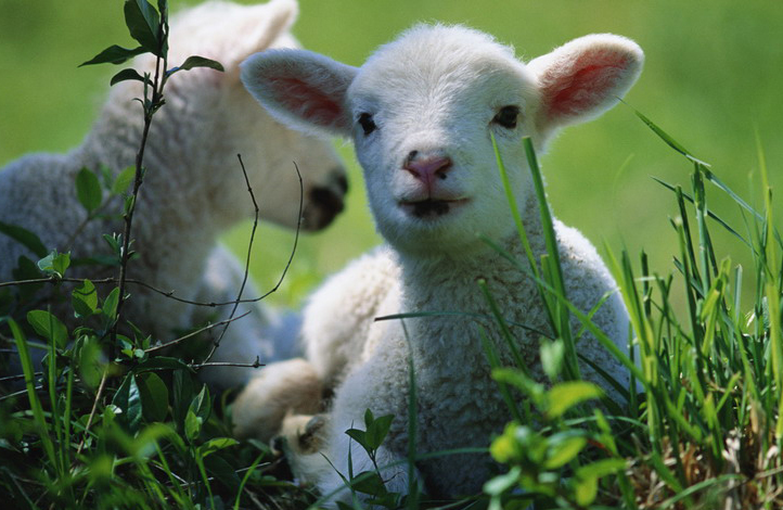 羔羊弓背无精神怎么办,羊羔弓腰驼背没精神怎么回事