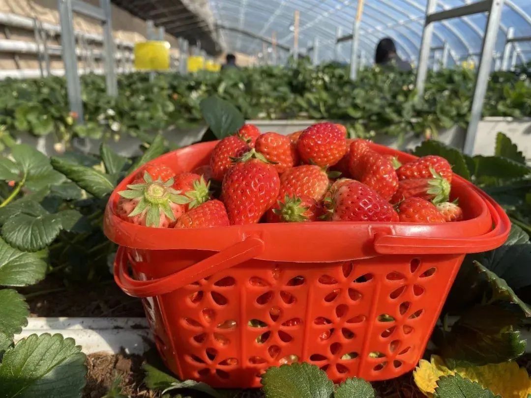永靖旅游攻略一日游多少钱,永靖秋日一日游必去景点