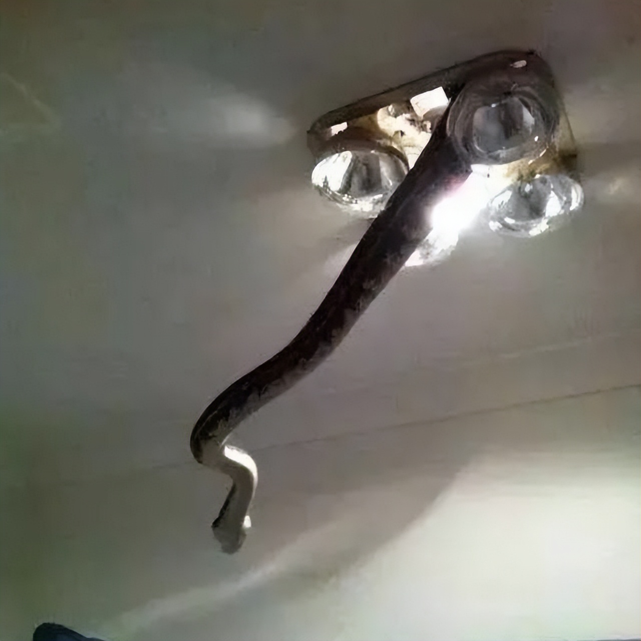 农村老人为什么说，打蛇，要么打死，要么就不要打，这是什么原因