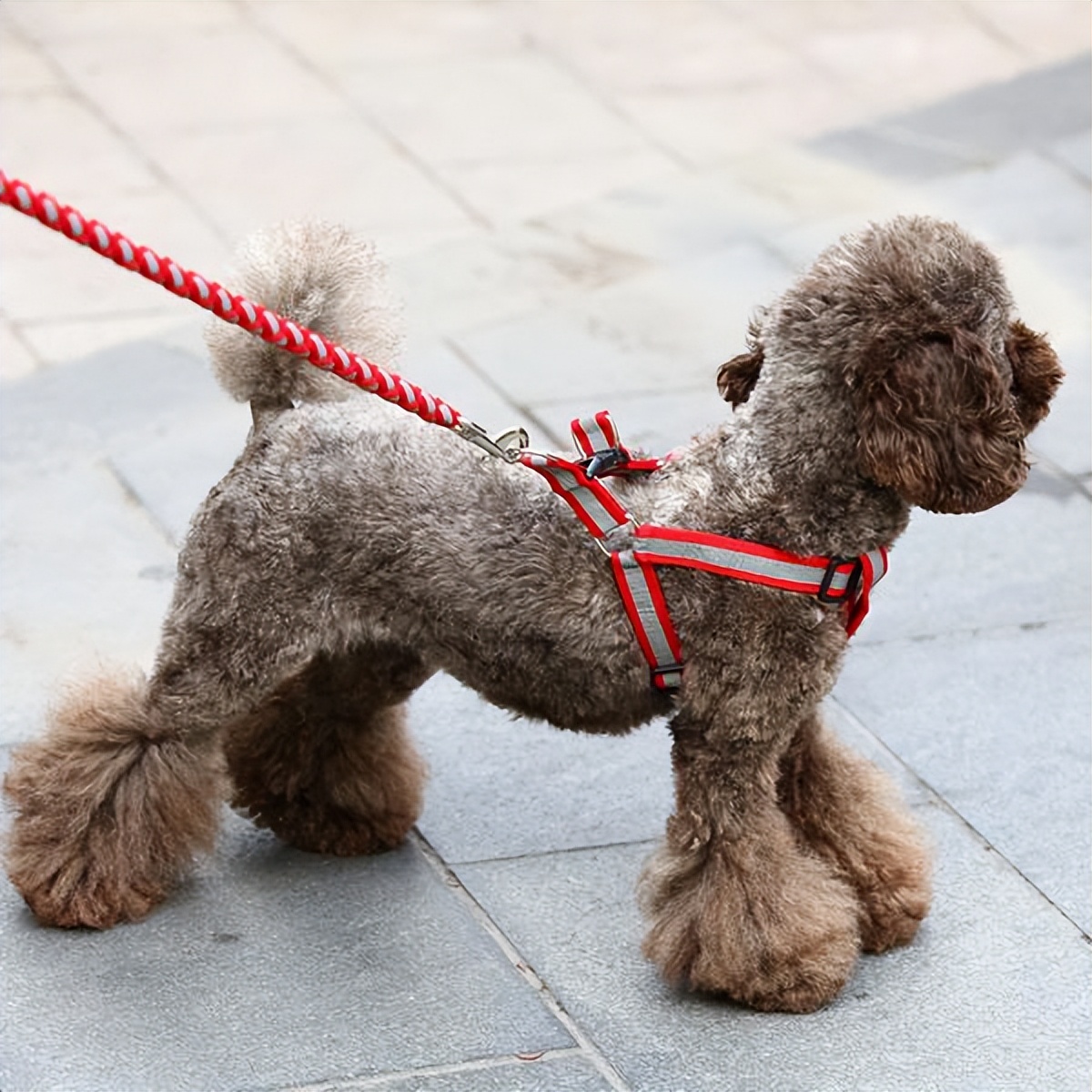 新手养狗100句口诀,土狗新手养狗基础知识