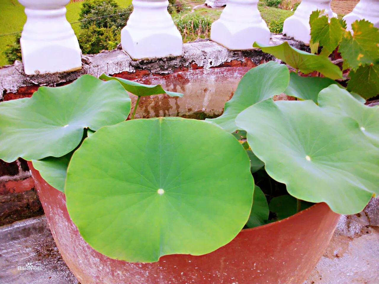 碗莲种藕种植方法,碗莲睡莲种植方法