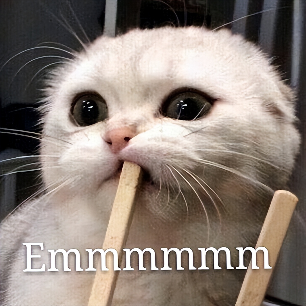 养猫好物大合集精致养猫日常,养猫平替产品