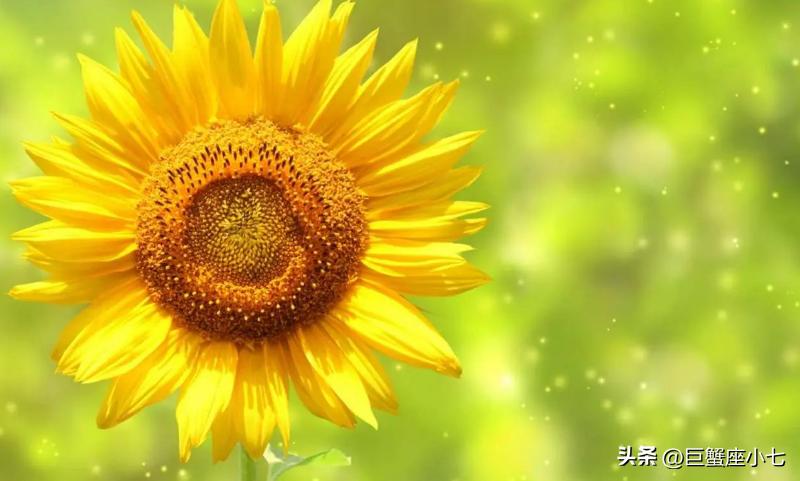 性格温和却又十分固执的星座,既乐观又悲观的星座