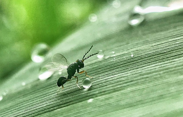 花露水的妙用价格,花露水的妙用厕所除臭