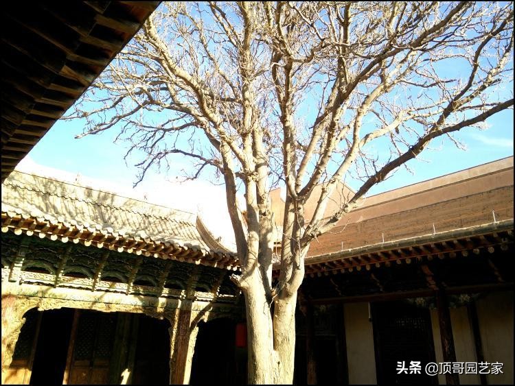 庭院中种什么树最好,庭院栽什么树最旺宅