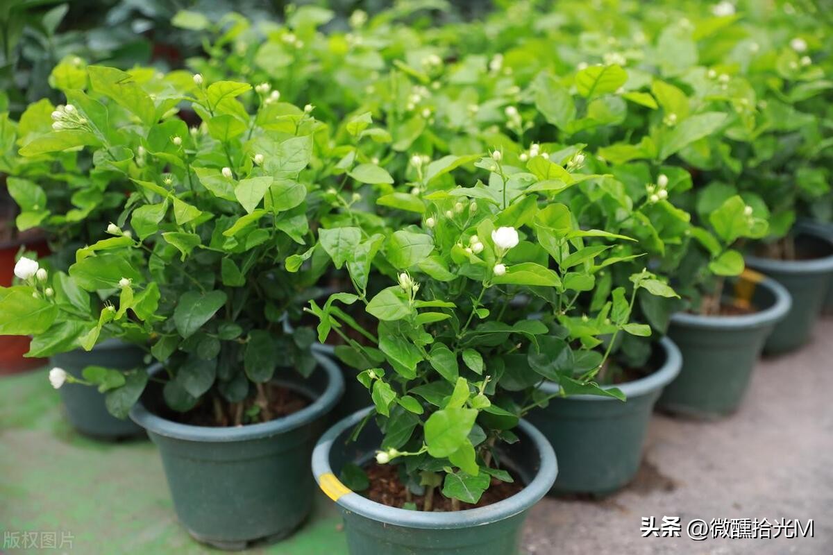 推荐10种最适合夏天养的花,君子兰开花时夏天几天浇一次水