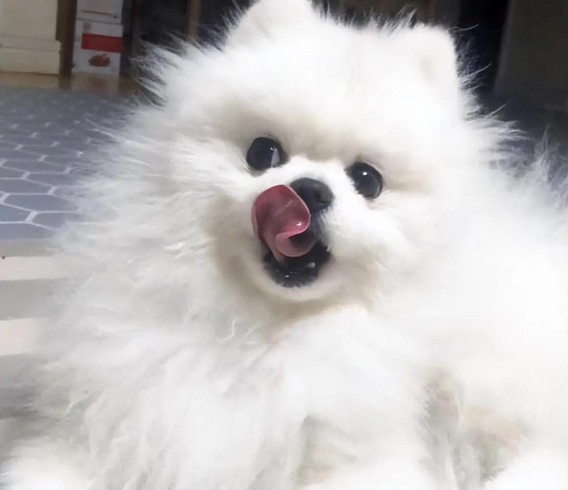 狗狗没有安全感的8个表现，中的越多越，说明宠主越要注意