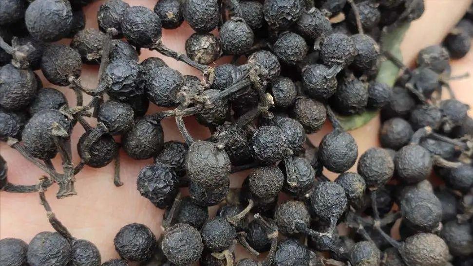 木姜子新鲜现摘,木姜子摘了怎么保存