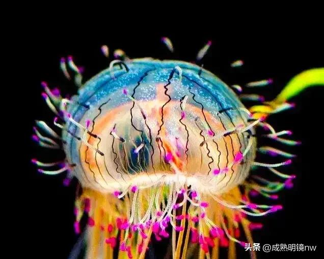 奇怪又美丽的水母,透明漂亮的水母