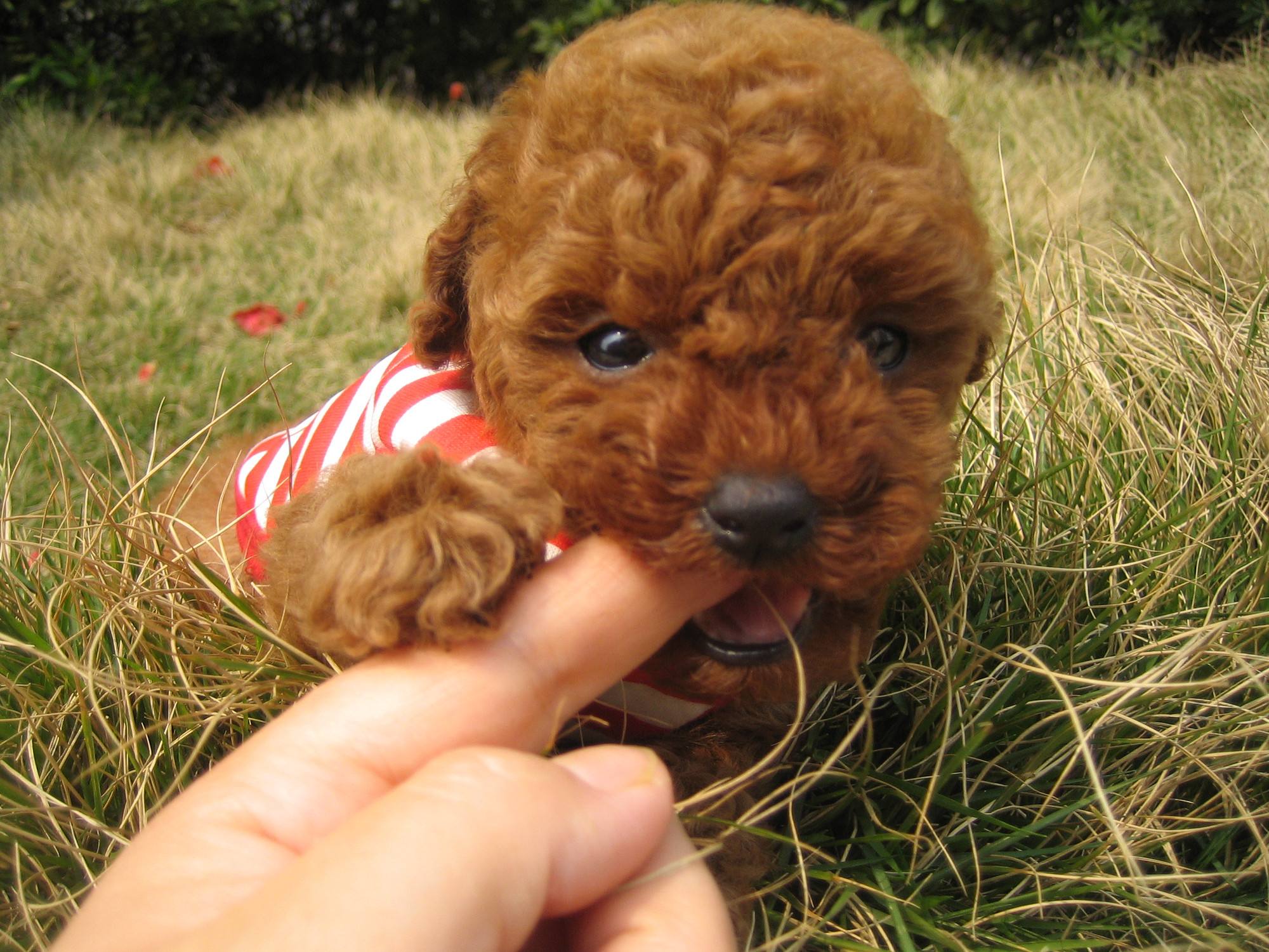 挑选泰迪幼犬的技巧,怎样挑选泰迪幼犬