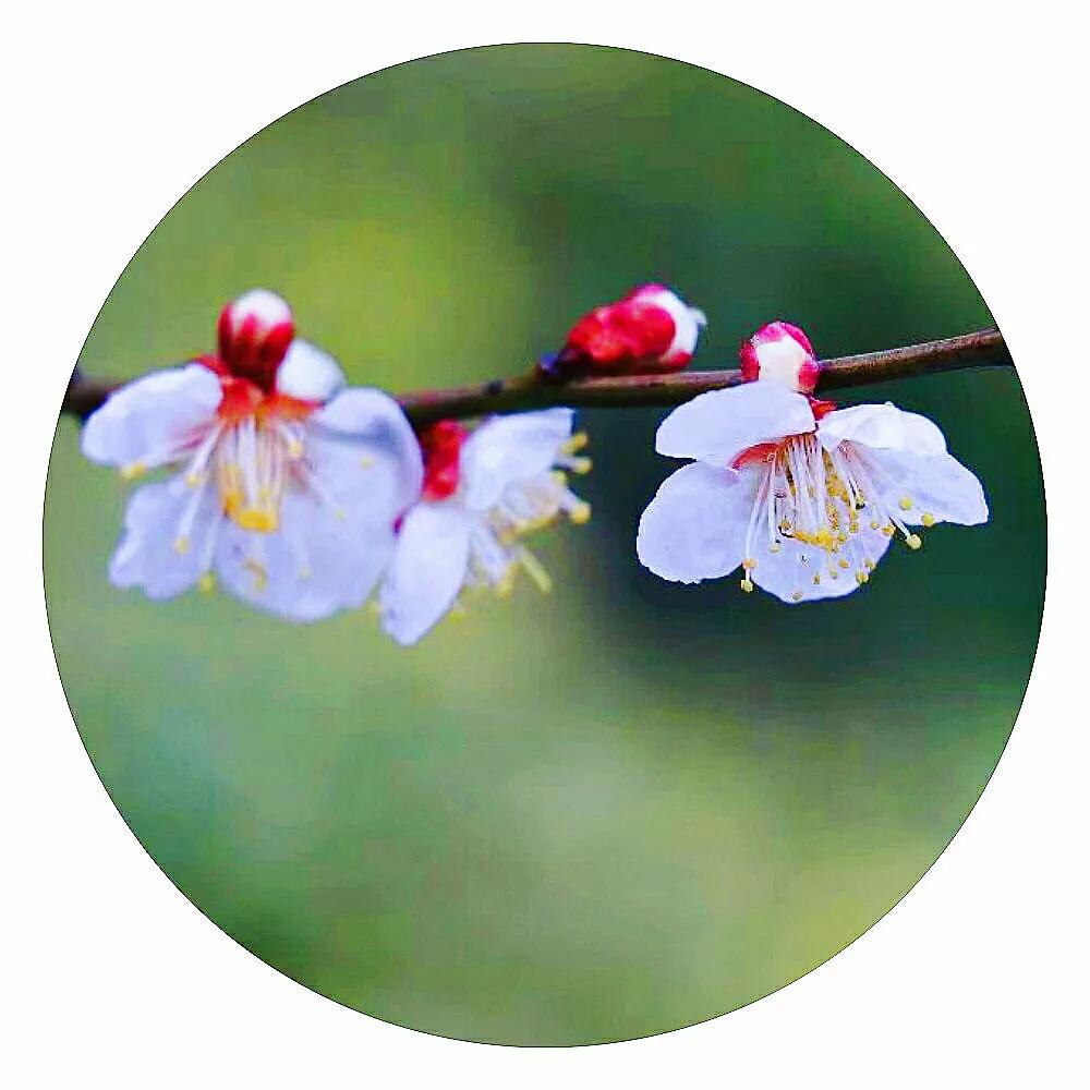 白梅蕴含的品格,白梅寓意