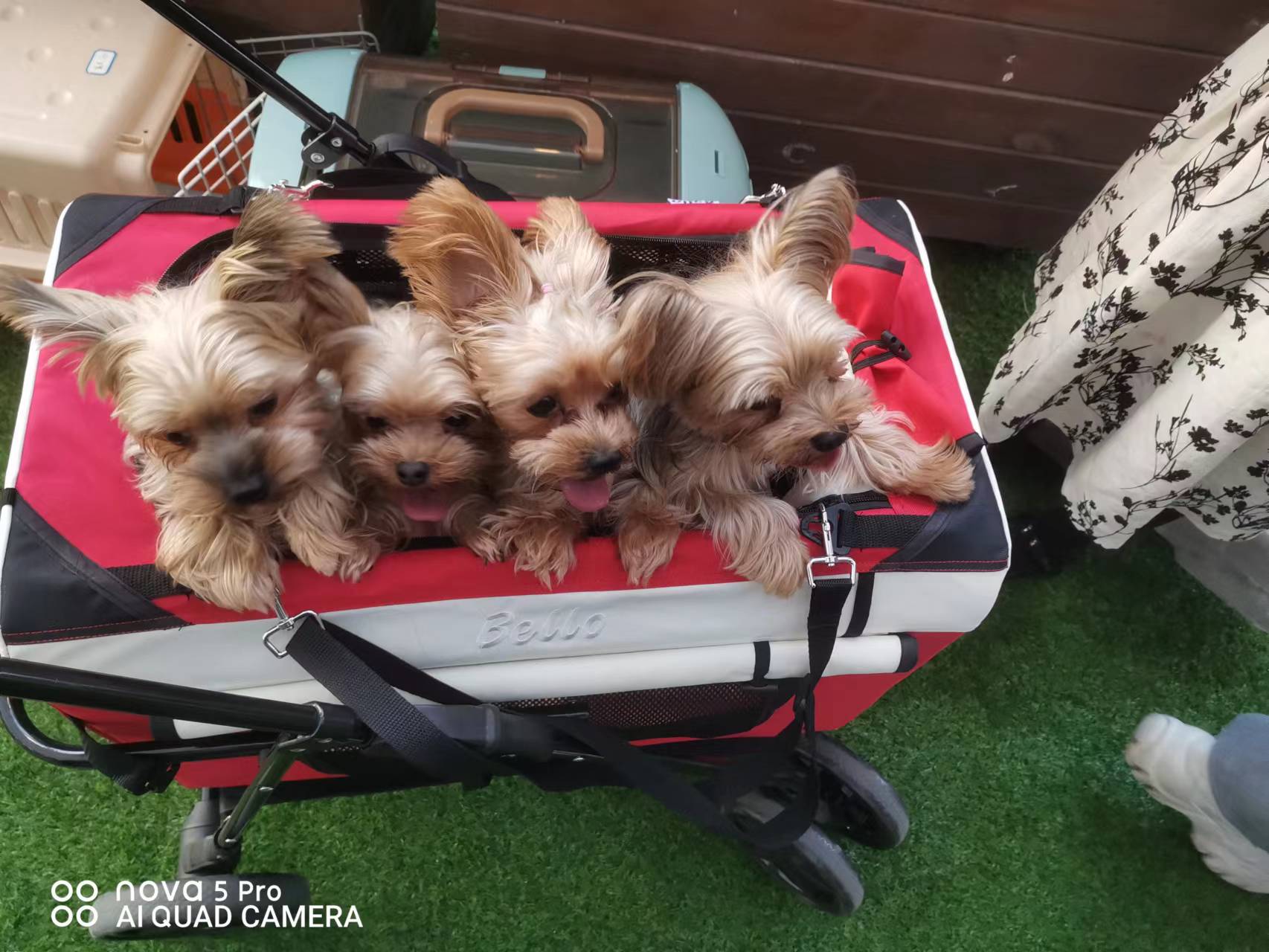 双11狗零食攻略,双11猫粮攻略