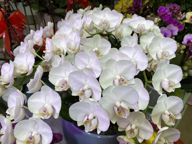 李清照才下眉头又上心头原词,相思才下眉头上心头什么意思