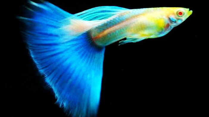 比较容易养的观赏鱼有哪些品种,适合懒人养的观赏鱼多有哪些品种