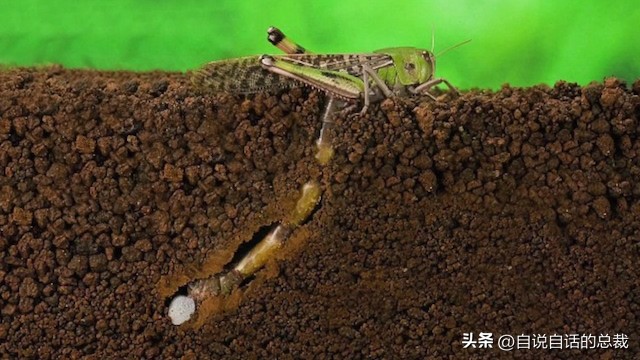 鸭：一鸭战四虎？弹射胜航母？鸭子的真相，也许超乎你的想象