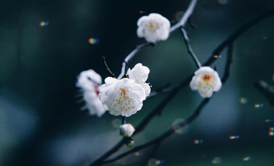 70首诗里关于咏梅的诗词,关于梅花经典咏梅古诗10首