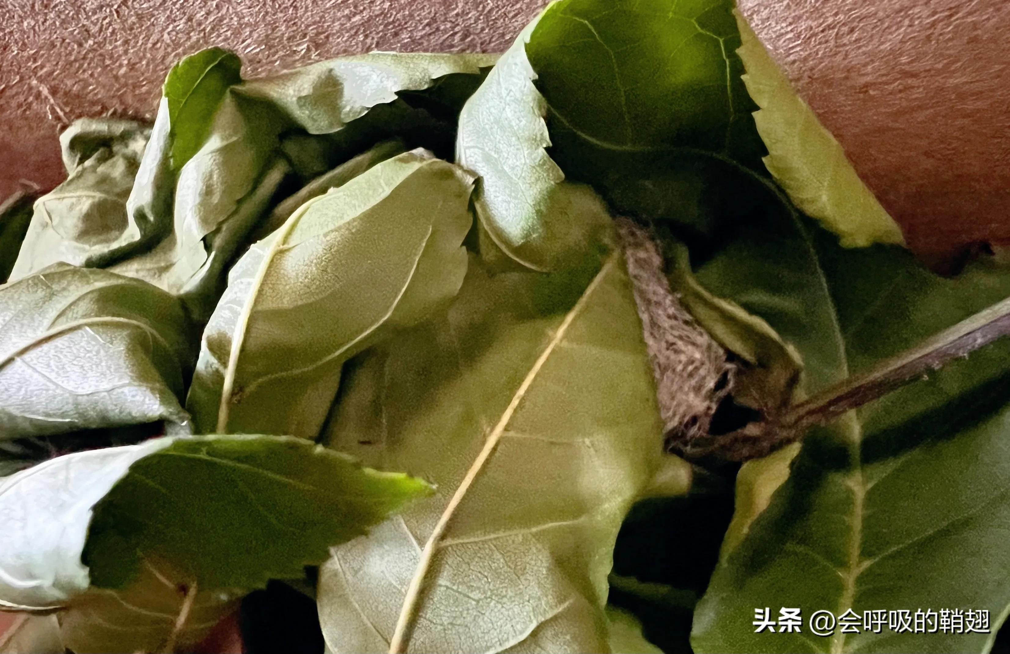 绿尾大蚕蛾吃什么,绿尾大蚕蛾饲养