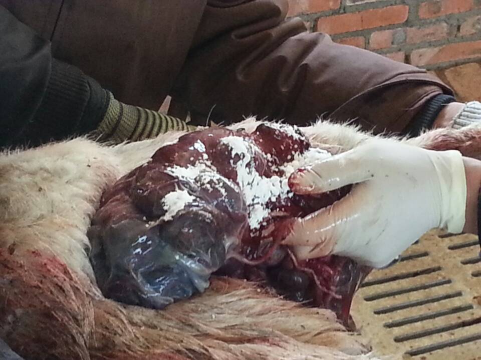 羊出现了子宫脱落还有救吗,羊掉胎的最佳治疗方法