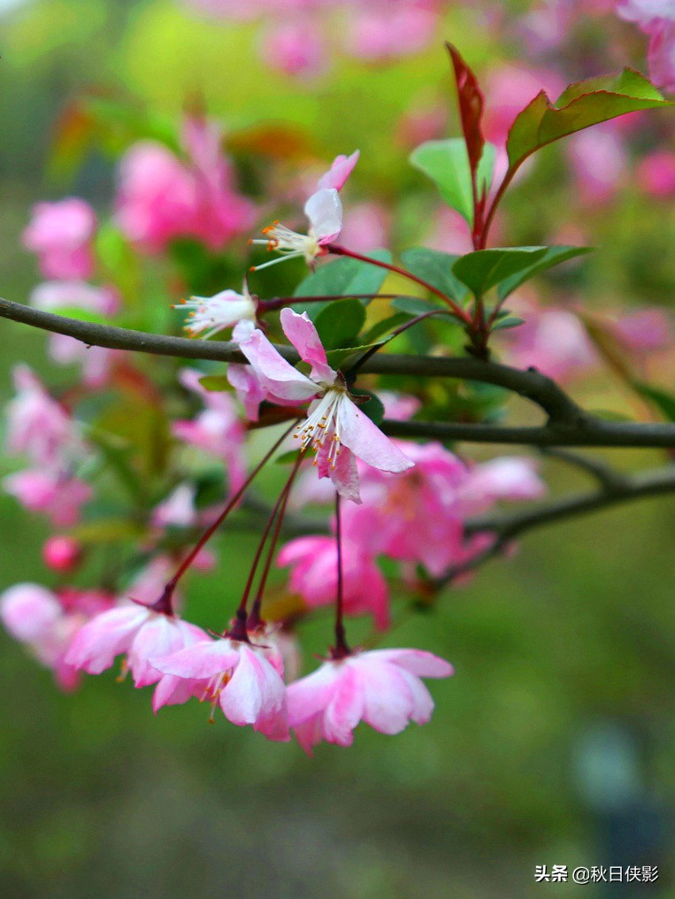 西湖的春天是旅行最美好的季节,走进西湖春天美景