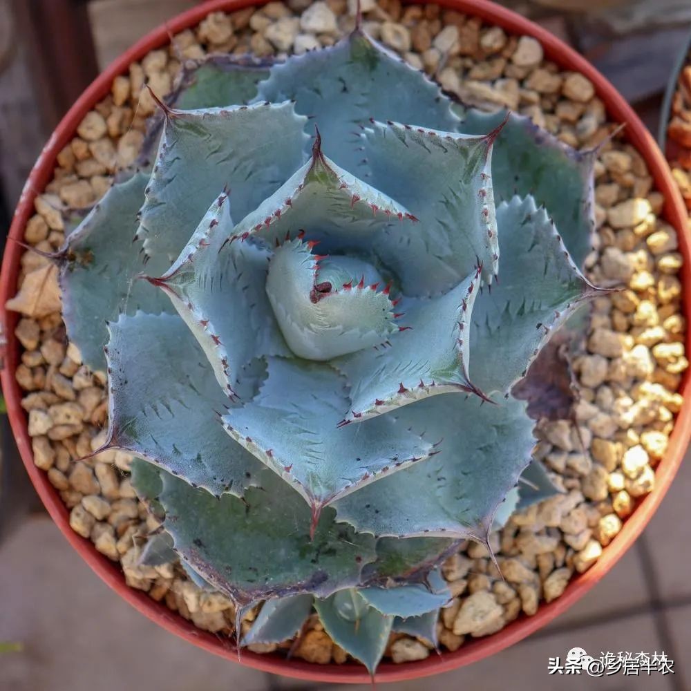 龙舌兰难养的品种,金边龙舌兰品种大全