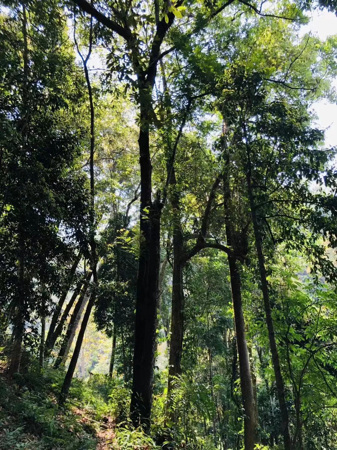 易武普洱茶的最后一战,易武普洱茶最终归宿