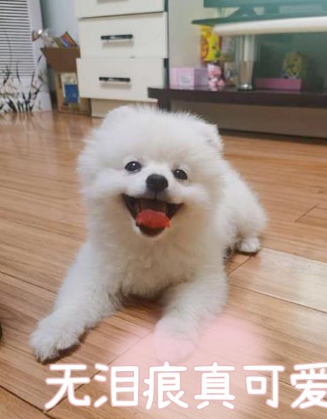 如何给博美犬祛泪痕。7个妙招轻松解决！