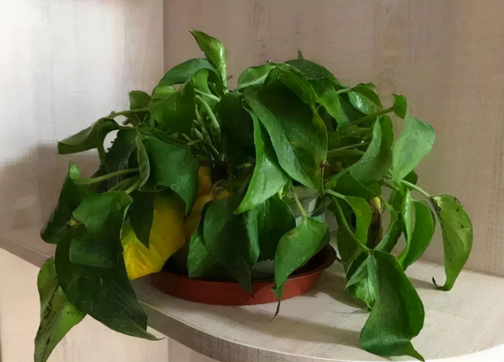 绿萝的养护方法和注意事项,绿萝怎么扦插才能爆满盆