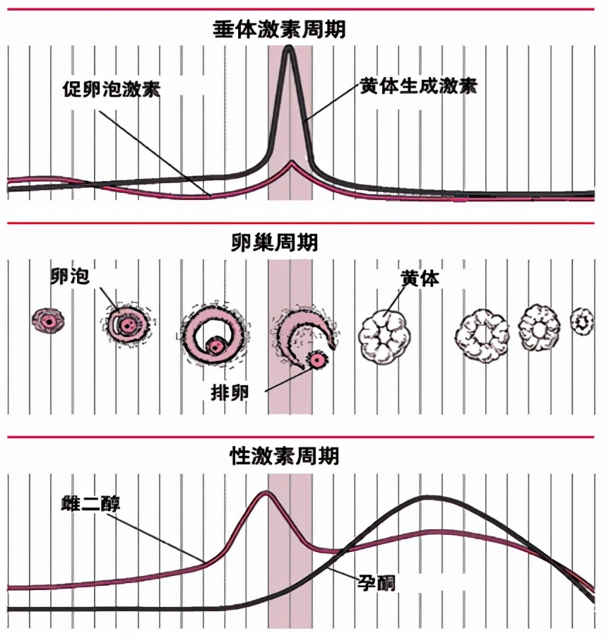 怕ta不来，又怕ta乱来！女生关于月经那点事儿
