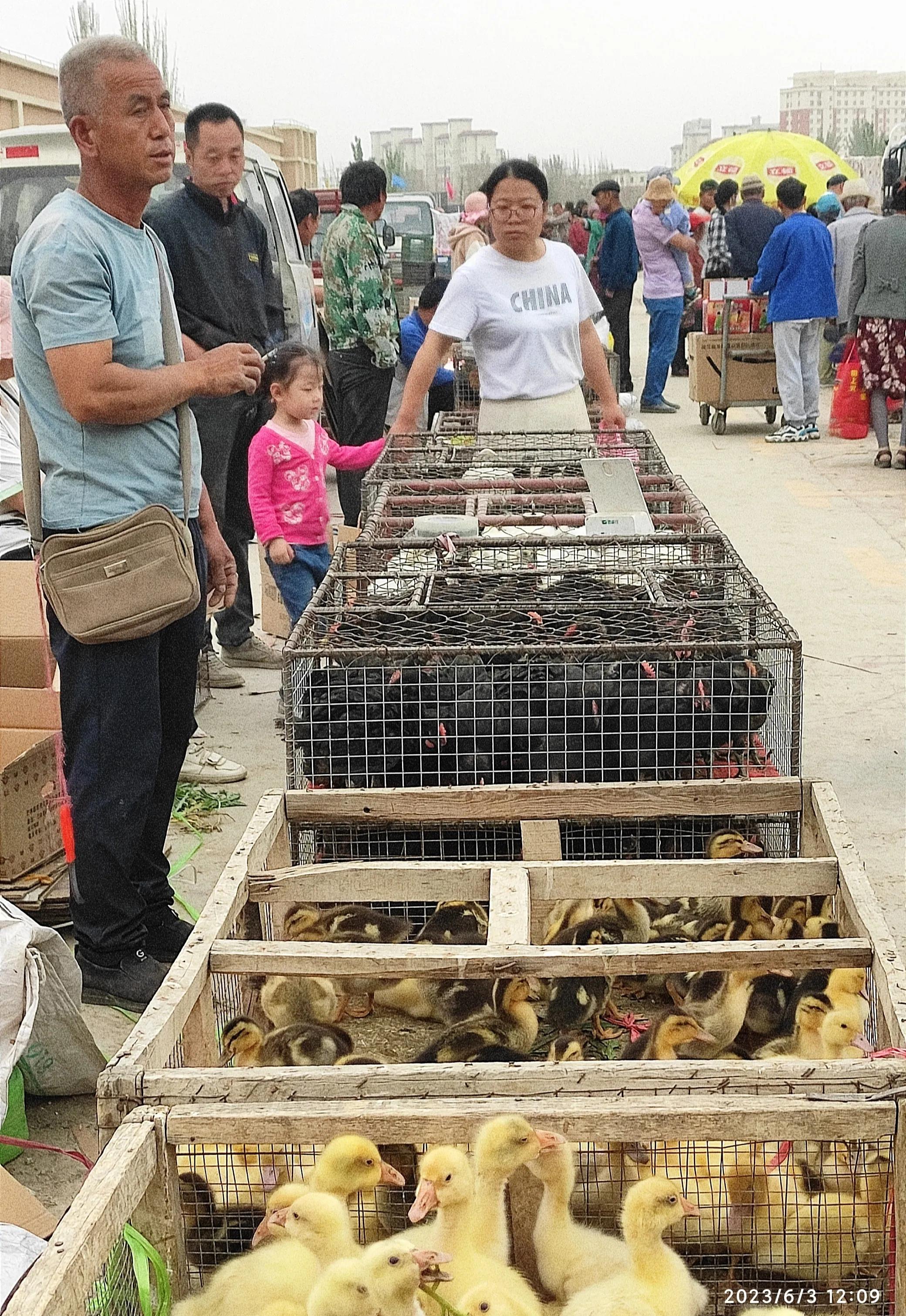 新疆畜牧养殖新模式,新疆南疆牧民暖棚种草喂羊致富