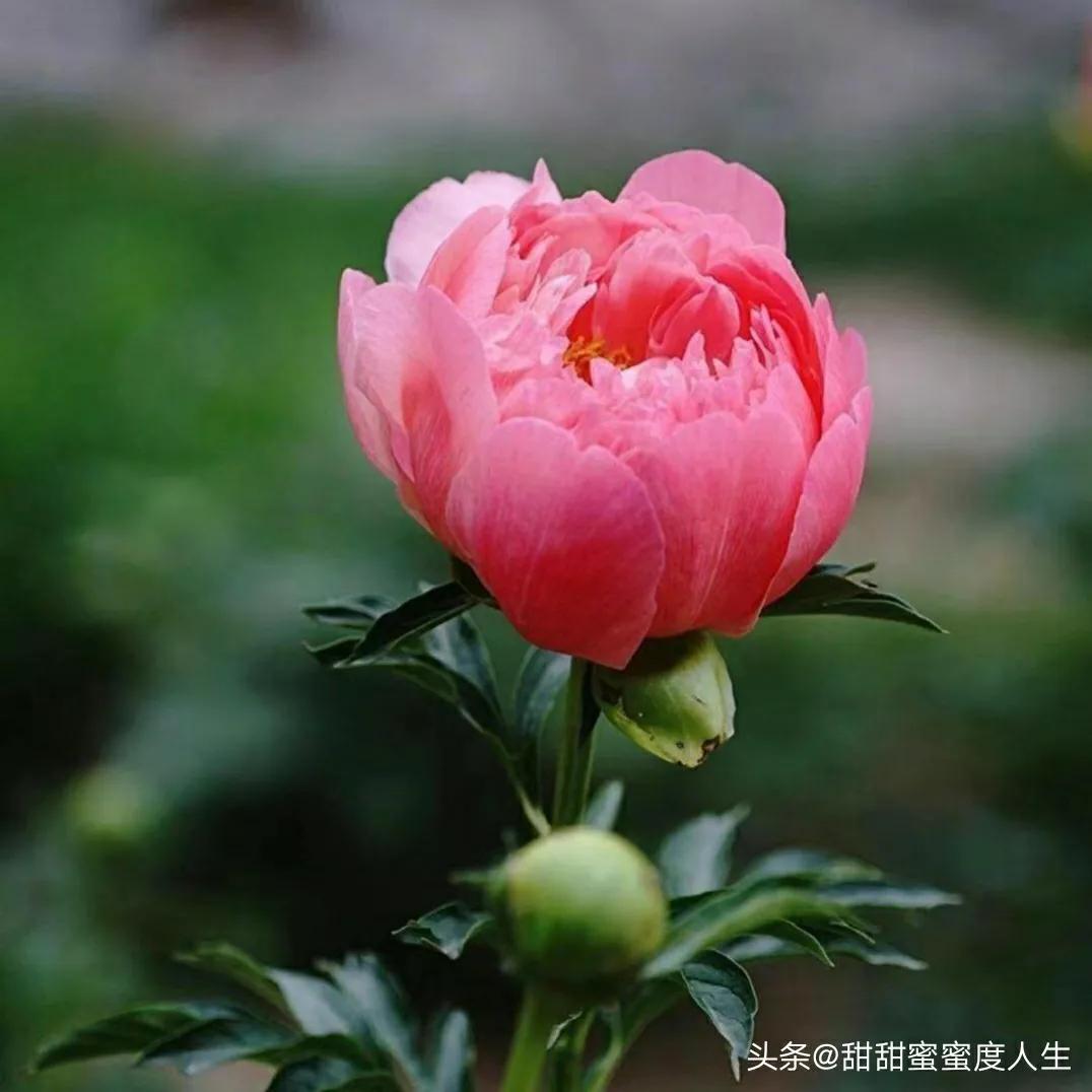 怎么办我想你了,怎么办我想你原唱