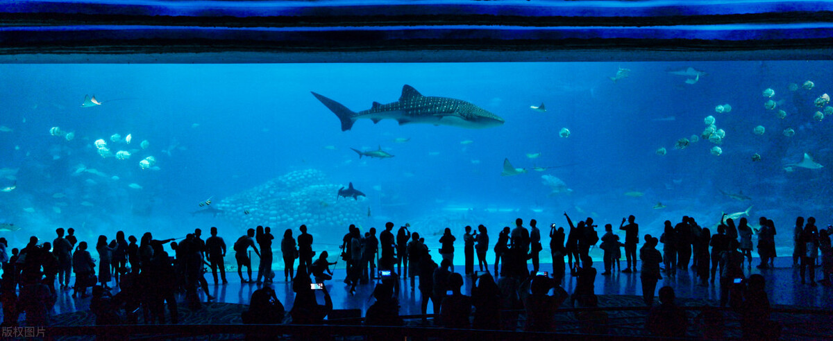 珠海长隆海洋王国攻略：近距离接触海洋动物不再是梦！