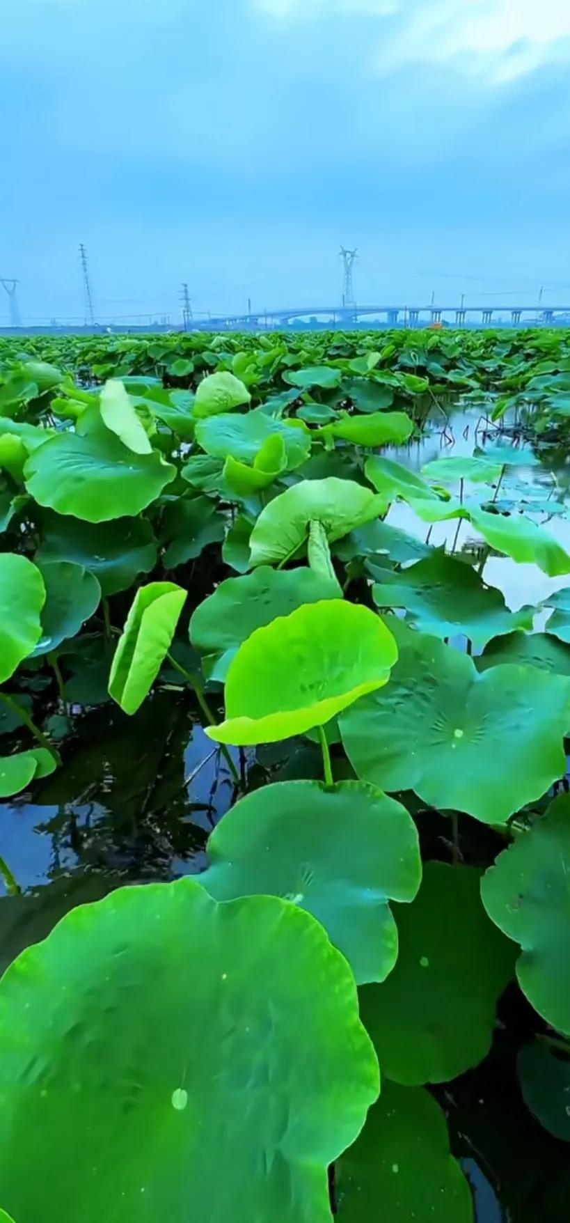 夏日美丽的荷花图片,荷花图片配上字映日荷花别样红