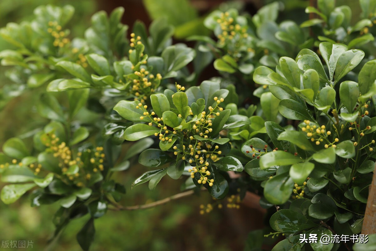 米兰花怎么样养才能香味浓郁,米兰花怎样养殖才能长期开花