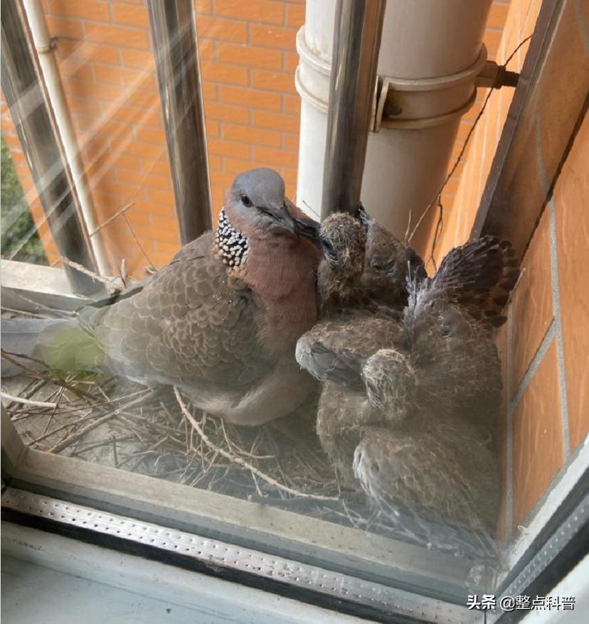 斑鸠能吃多少东西,斑鸠吃小斑鸠吗