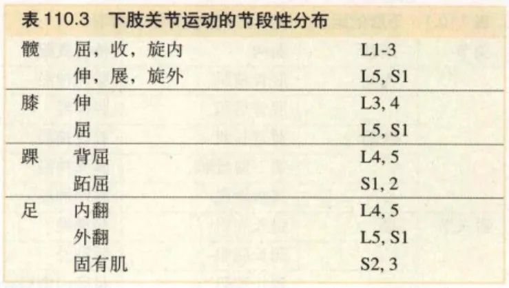 脊神经支配区域解剖图简图,脊神经及其分支的支配范围