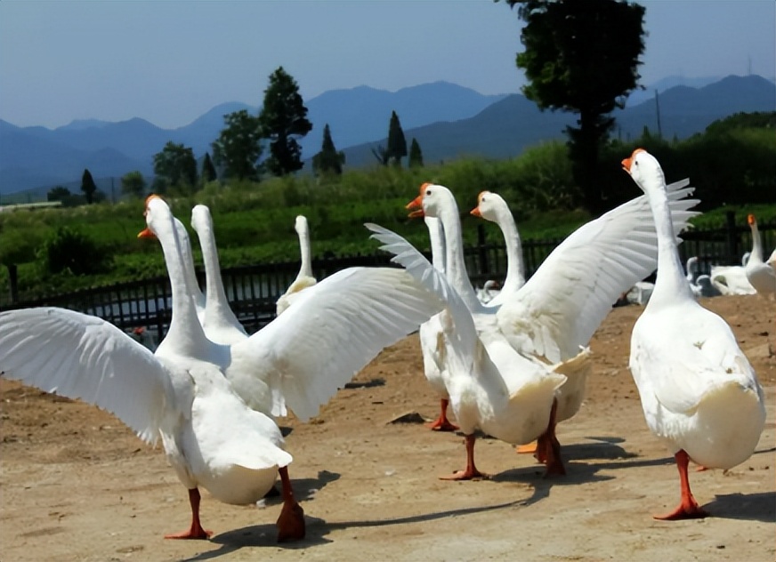 为什么农村养鹅的越来越少了,养鹅好不好卖