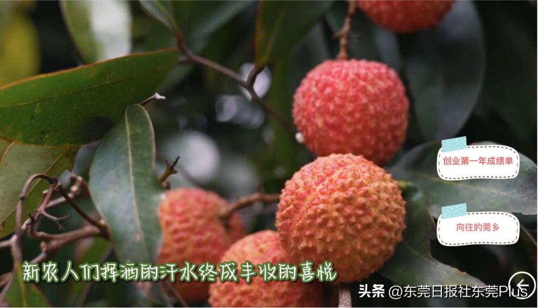 95后“靓仔”辞职创业，喊你一起种荔枝，做个新农人！