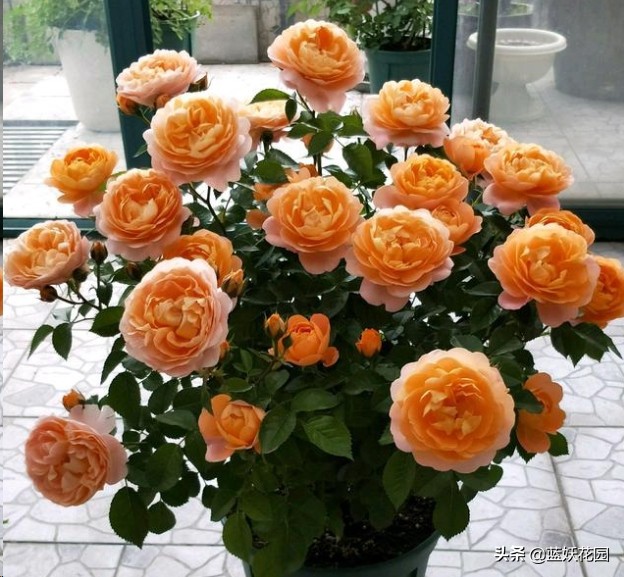 月季花盲芽,月季花怎么有盲枝和盲芽呢