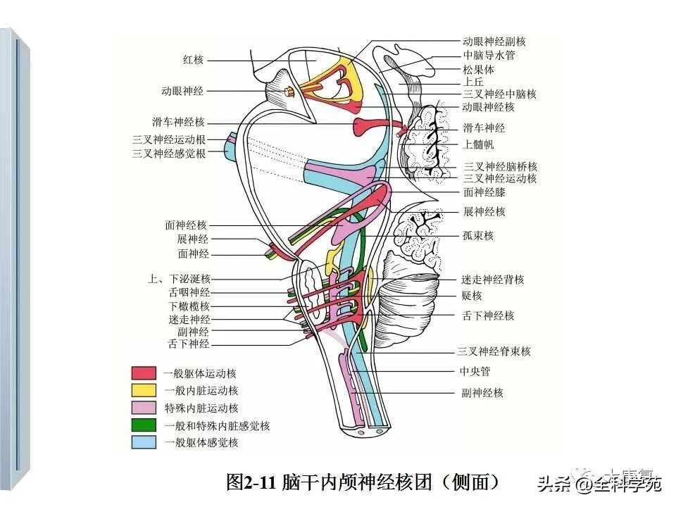 神经系统的影像与解剖定位,最全神经解剖图