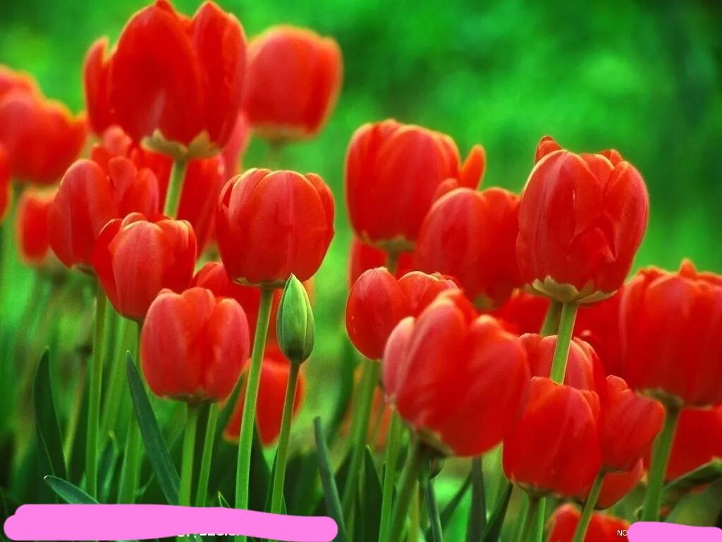 白色郁金香图片大全,郁金香图片大全大图唯美