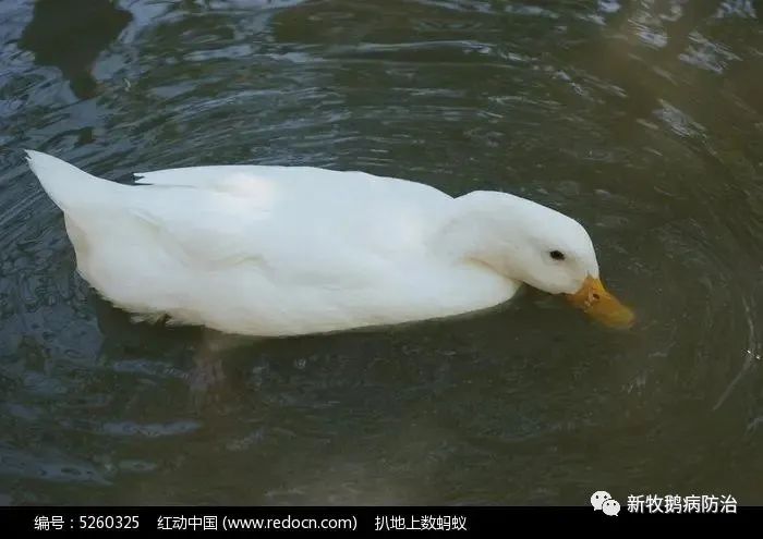 鸭子嗓子呼噜怎么治,鸭子嗓子卡异物怎么办