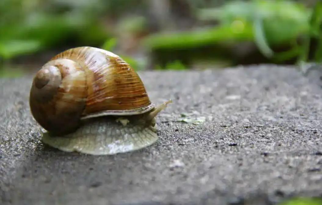 非洲野味入侵全球:中国吃货在这种巨型蜗牛面前,压根狂不起来