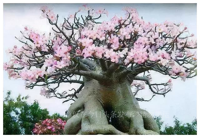 500种最美鲜花,40余种奇异的鲜花欣赏